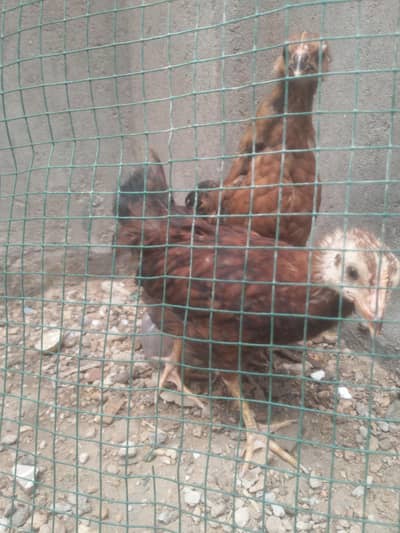 chicks pair for sale