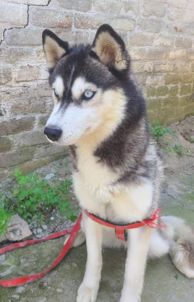 huskey siberian
