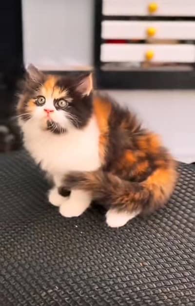 Persian kitten triple cot. for. . sale my WhatsApp03464290927