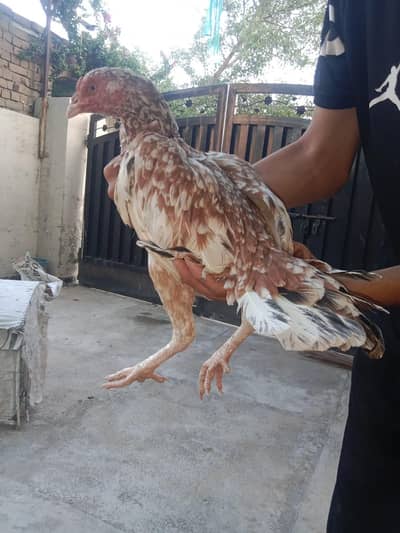 Aseel Hens & cocks
