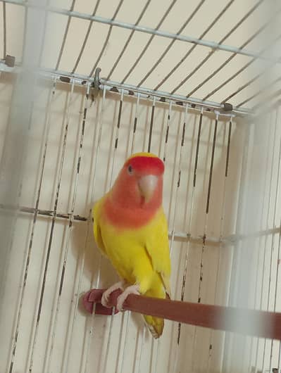 lovebirds with cage