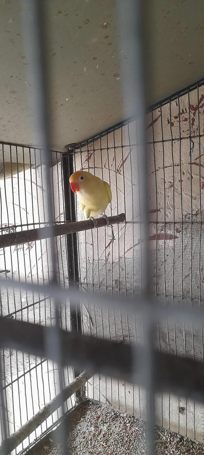 lotino fisher albino — photo 2