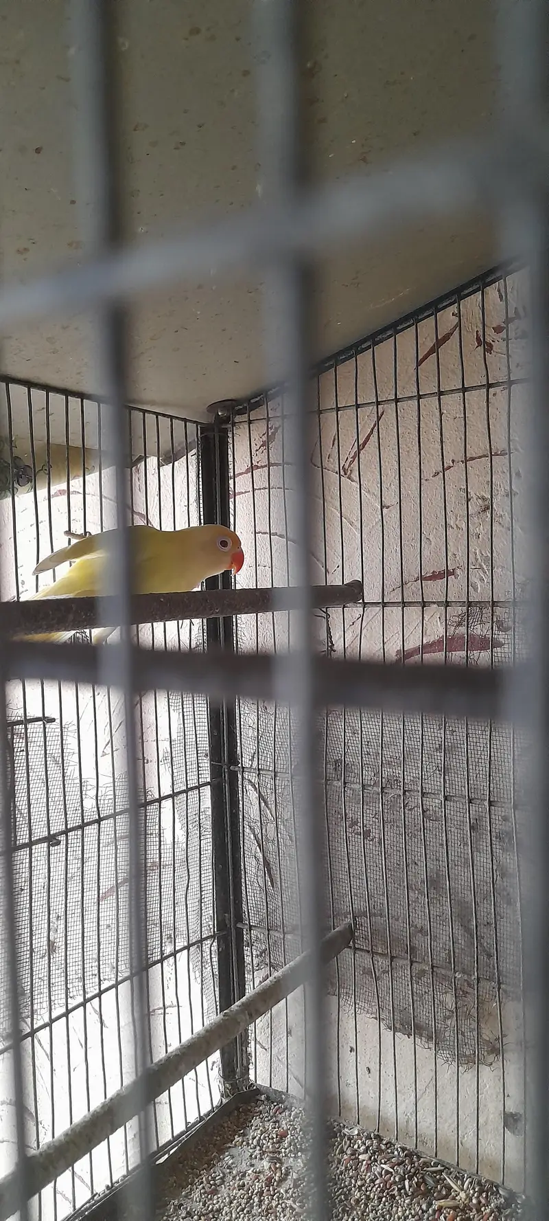lotino fisher albino — photo 3