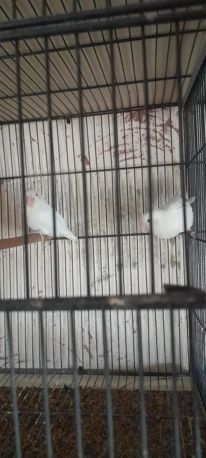 lotino fisher albino — photo 8