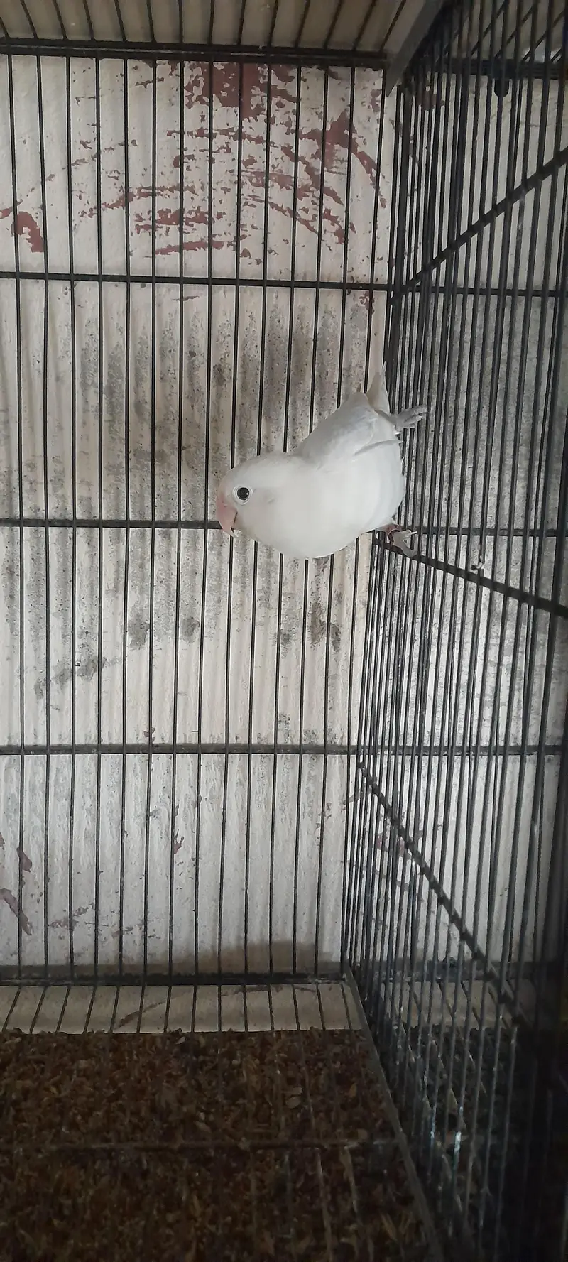 lotino fisher albino — photo 9