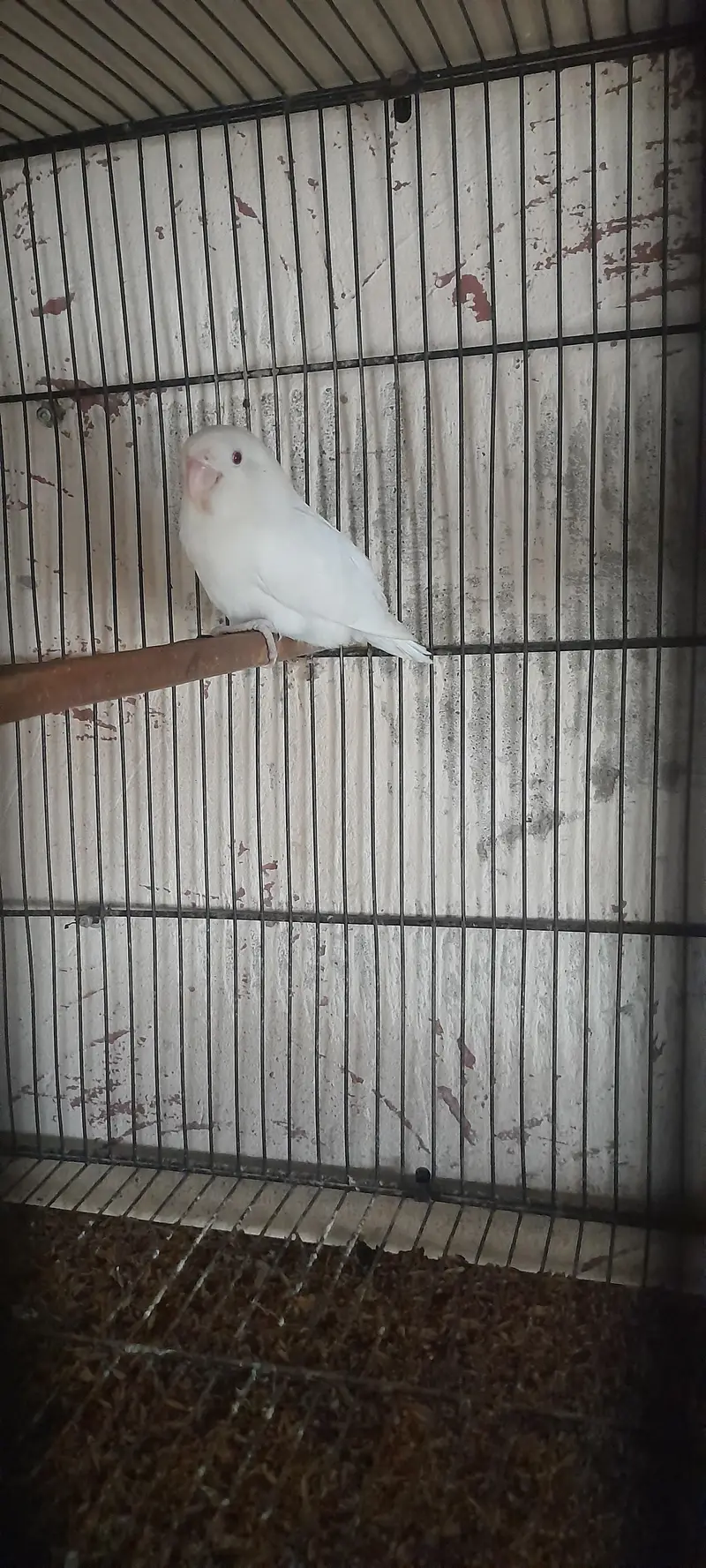 lotino fisher albino — photo 10