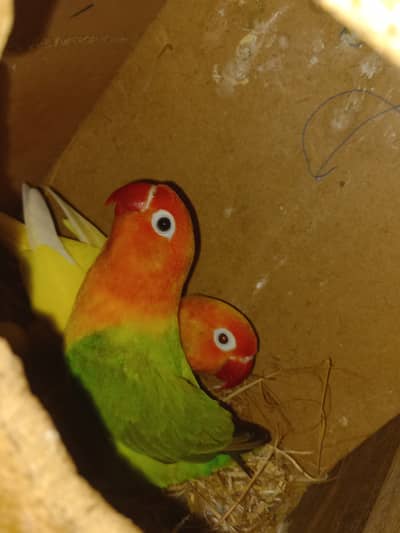 All are the healthy, active and bonded pair in cheap price