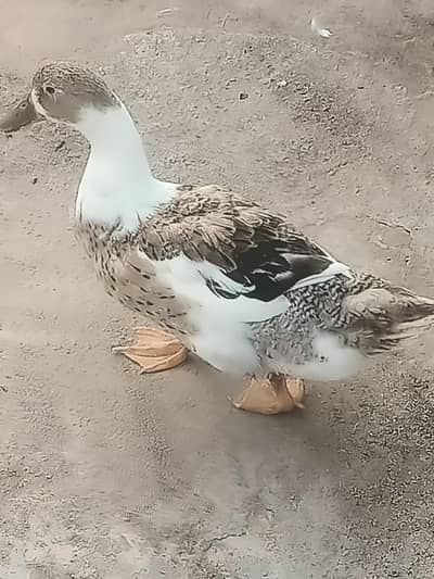 3 Ducks for sale