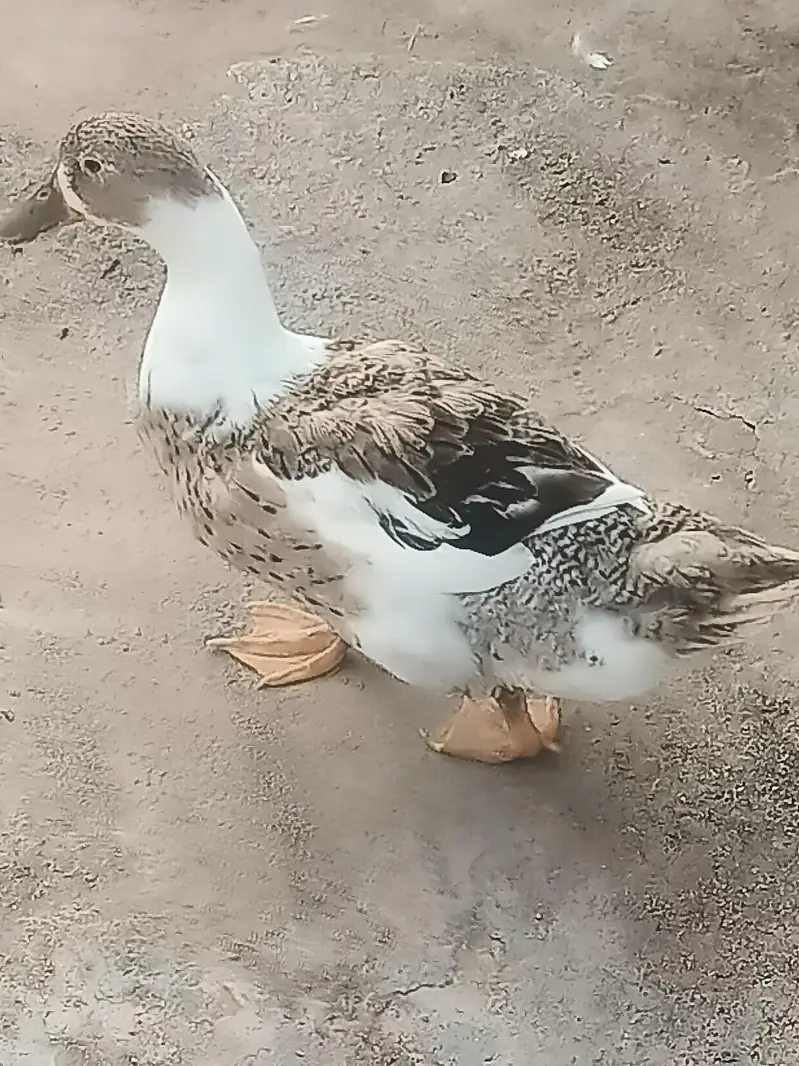 3 Ducks for sale