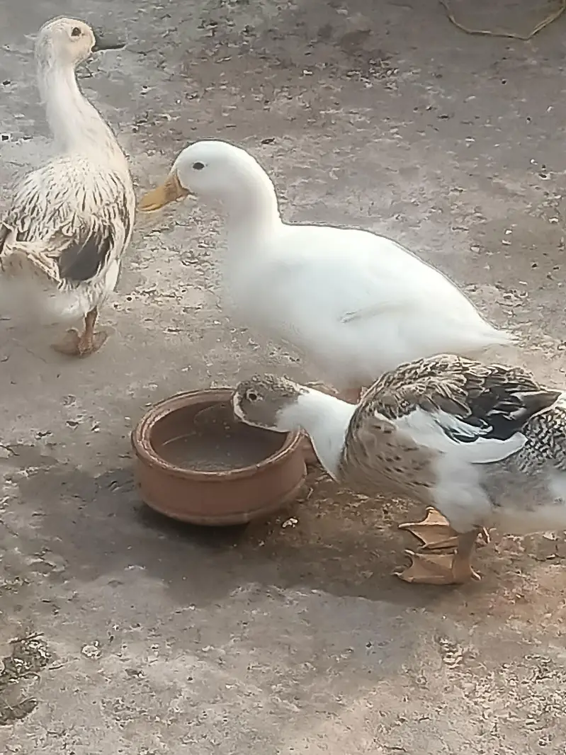3 Ducks for sale — photo 2
