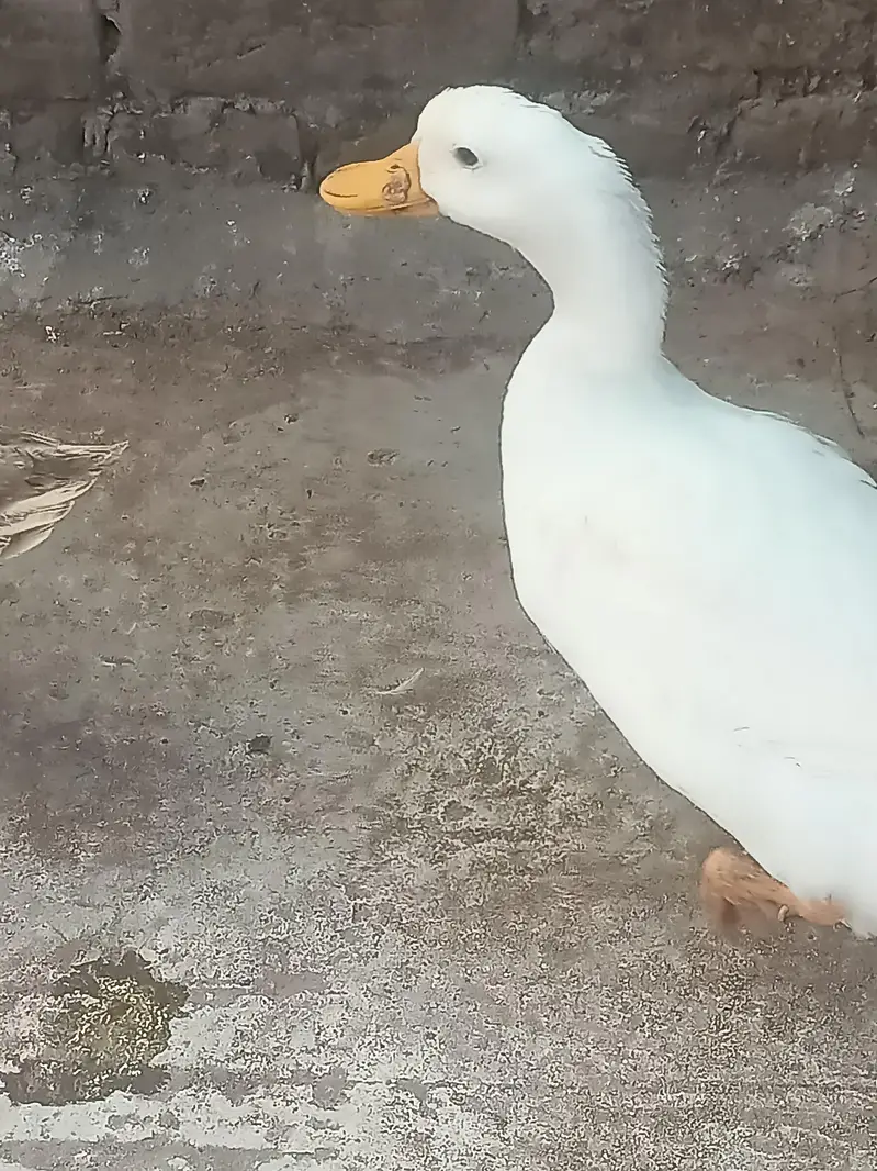 3 Ducks for sale — photo 3