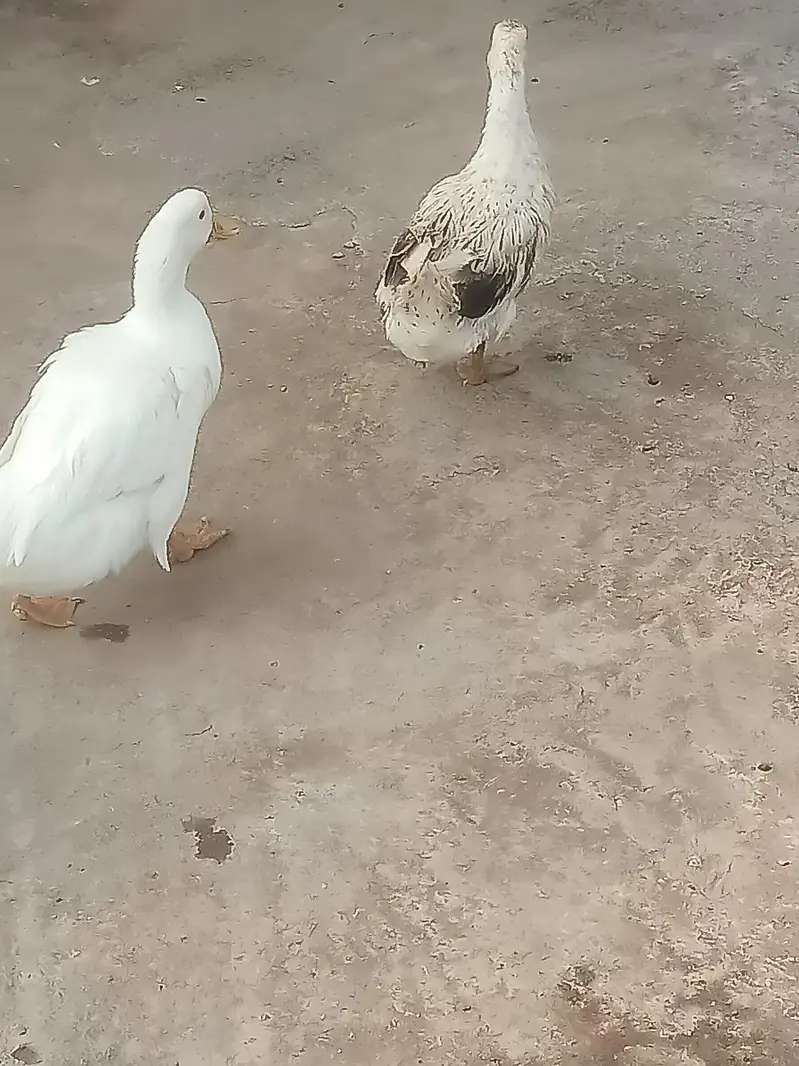 3 Ducks for sale — photo 4