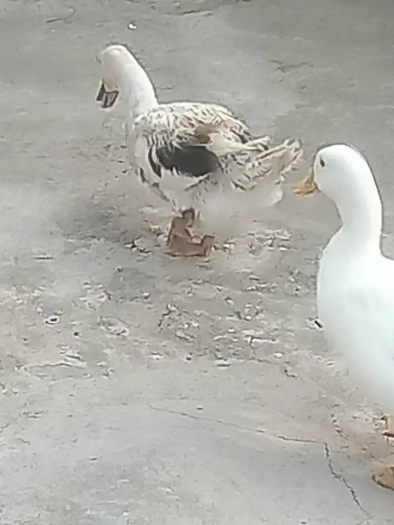 3 Ducks for sale — photo 5