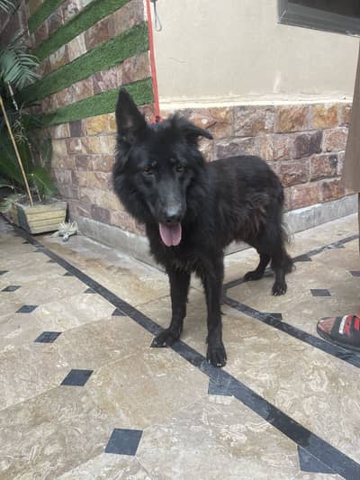 Triple Coat Black German Shepherd Female