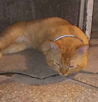 Male cat