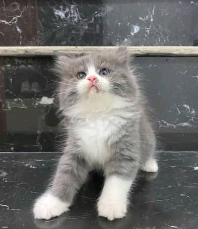 Persian kitten triple cot. for. . sale my WhatsApp03464290927