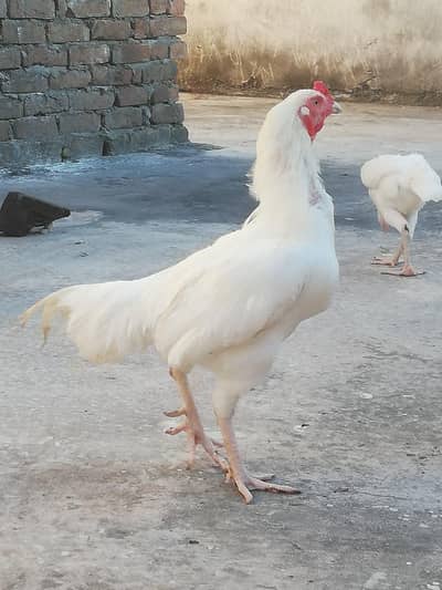 hera aseel