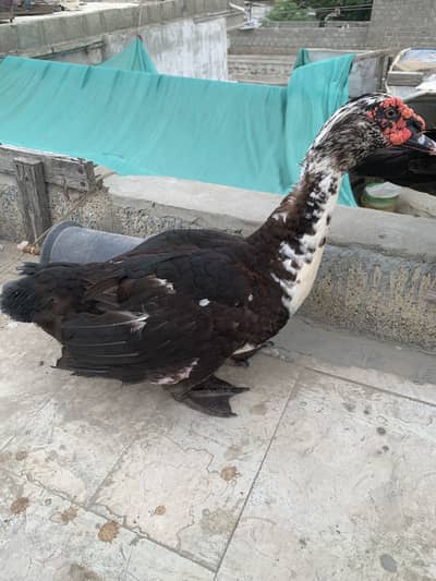 Muscovy ducks