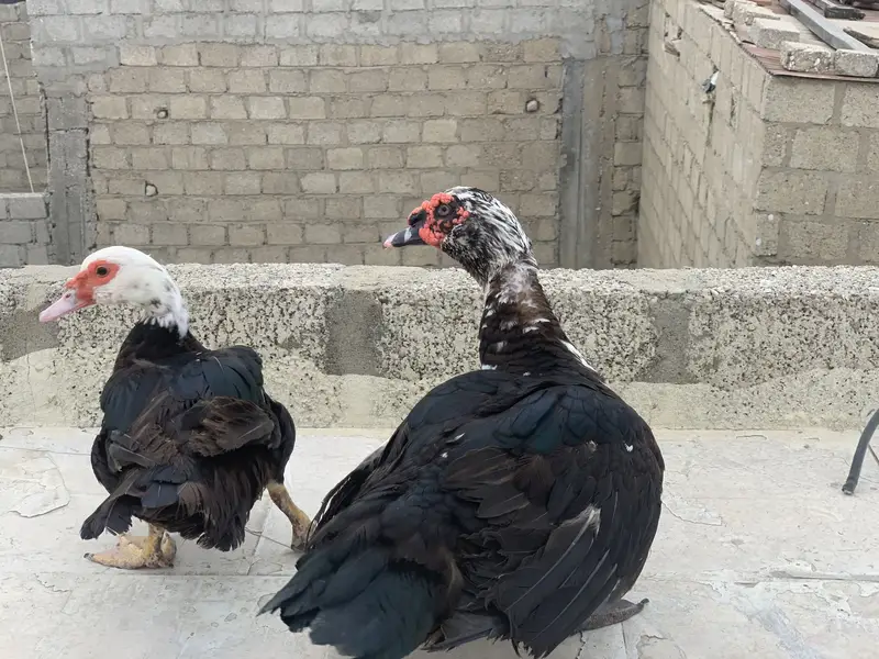 Muscovy ducks — photo 2