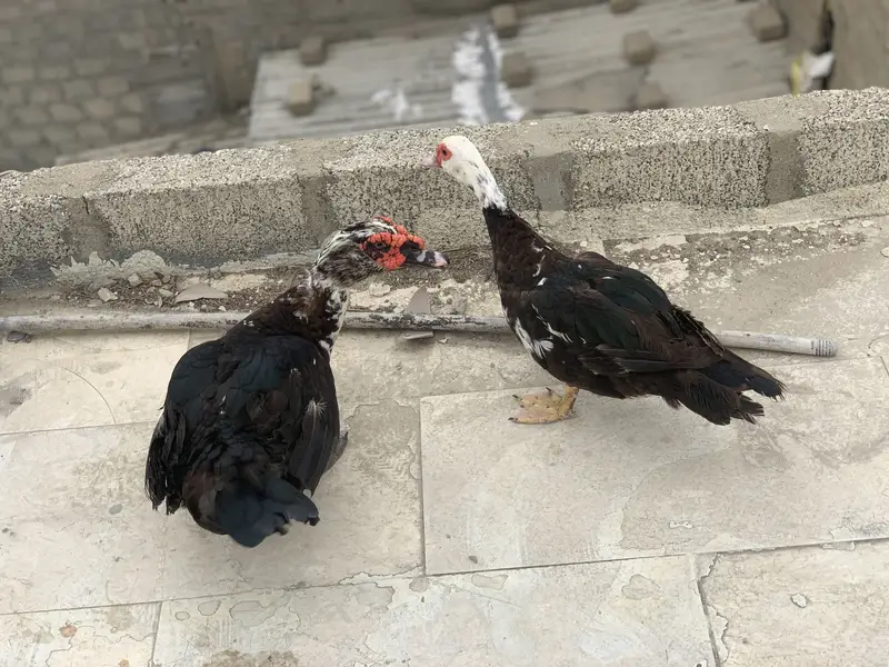 Muscovy ducks — photo 3