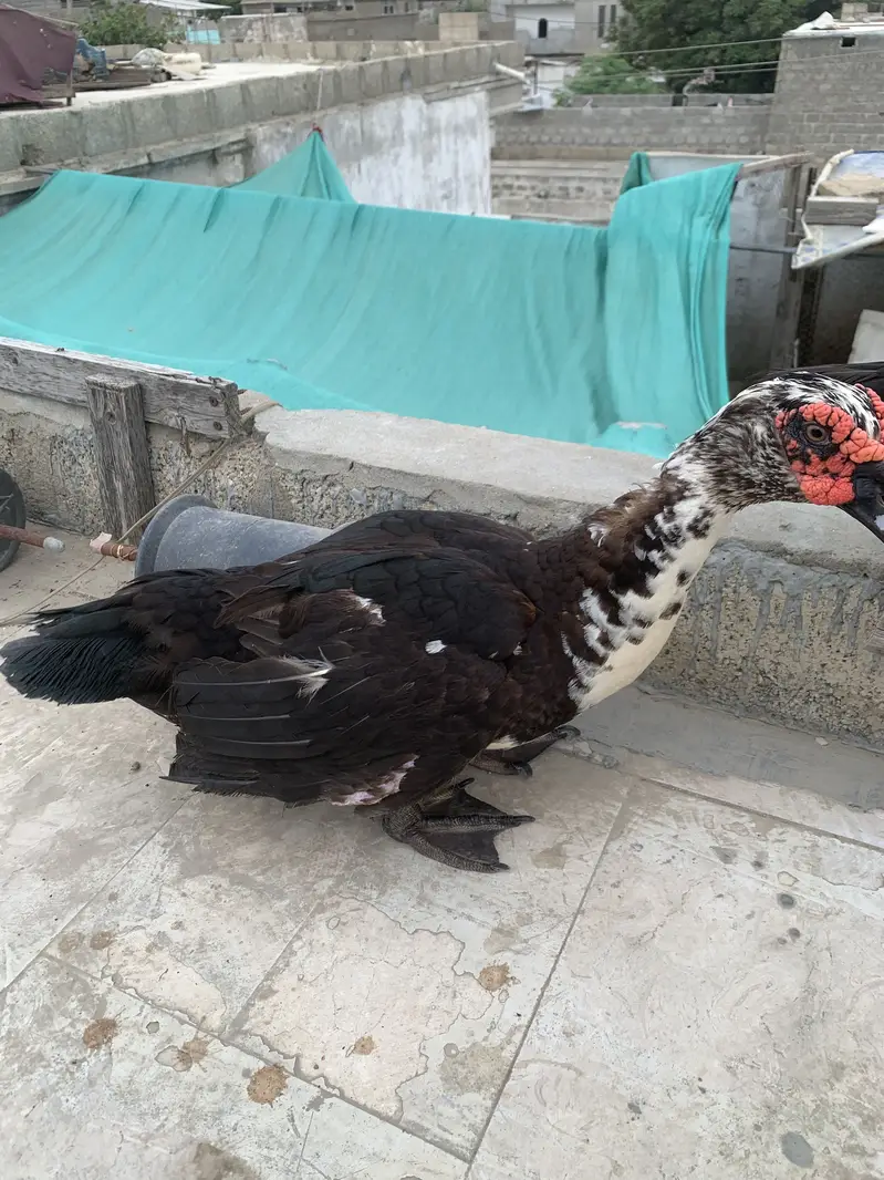 Muscovy ducks — photo 4