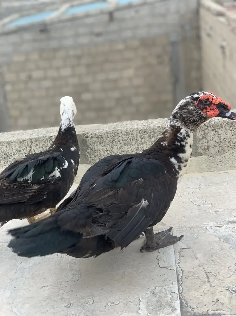 Muscovy ducks — photo 5