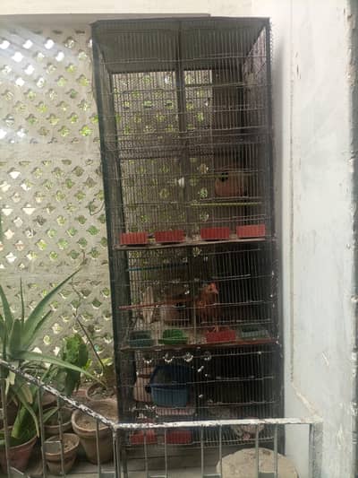 Paroot Iron Cage