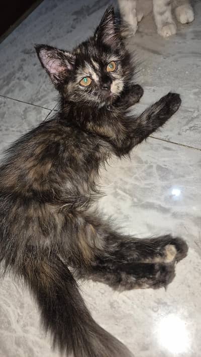 sami Persian liter tren age 3month female active 