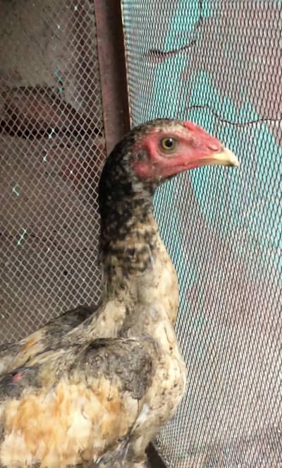 Parmoz Aseel for sale mianwali Aseel patha murgha long height