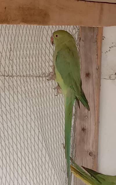 green ringneck female