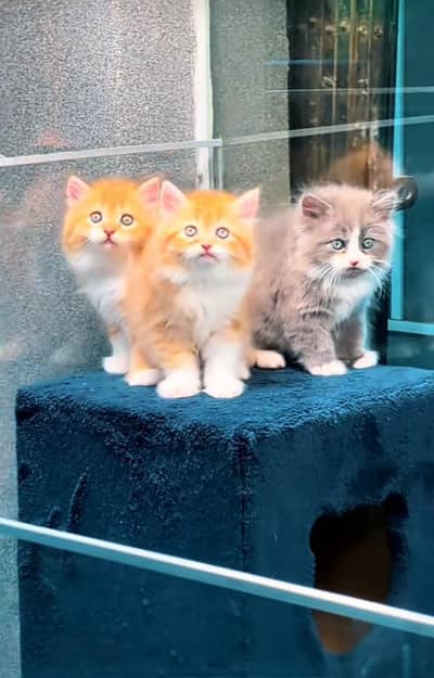 Persian kitten triple cot. for. . sale my WhatsApp03464290927
