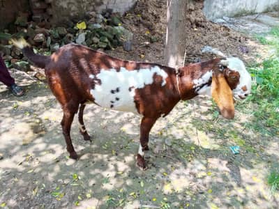 DESI GOAT