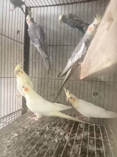 cocktail parrot sale