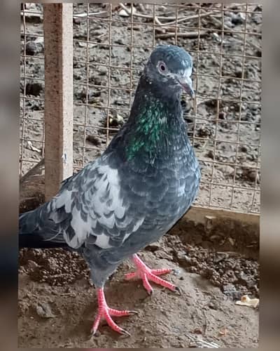 Female pigeon for sale Contact number=03245974166