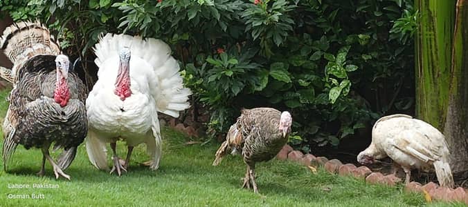 I m sailing my heathy turkey bird 2 pair