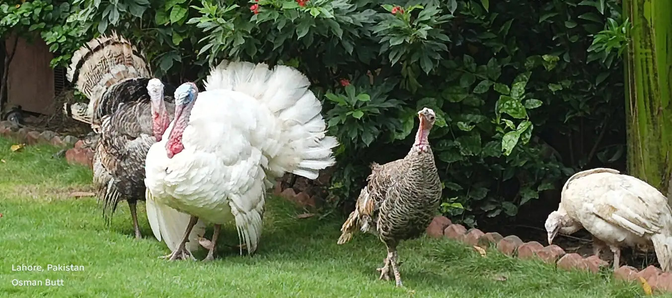 I m sailing my heathy turkey bird 2 pair — photo 2