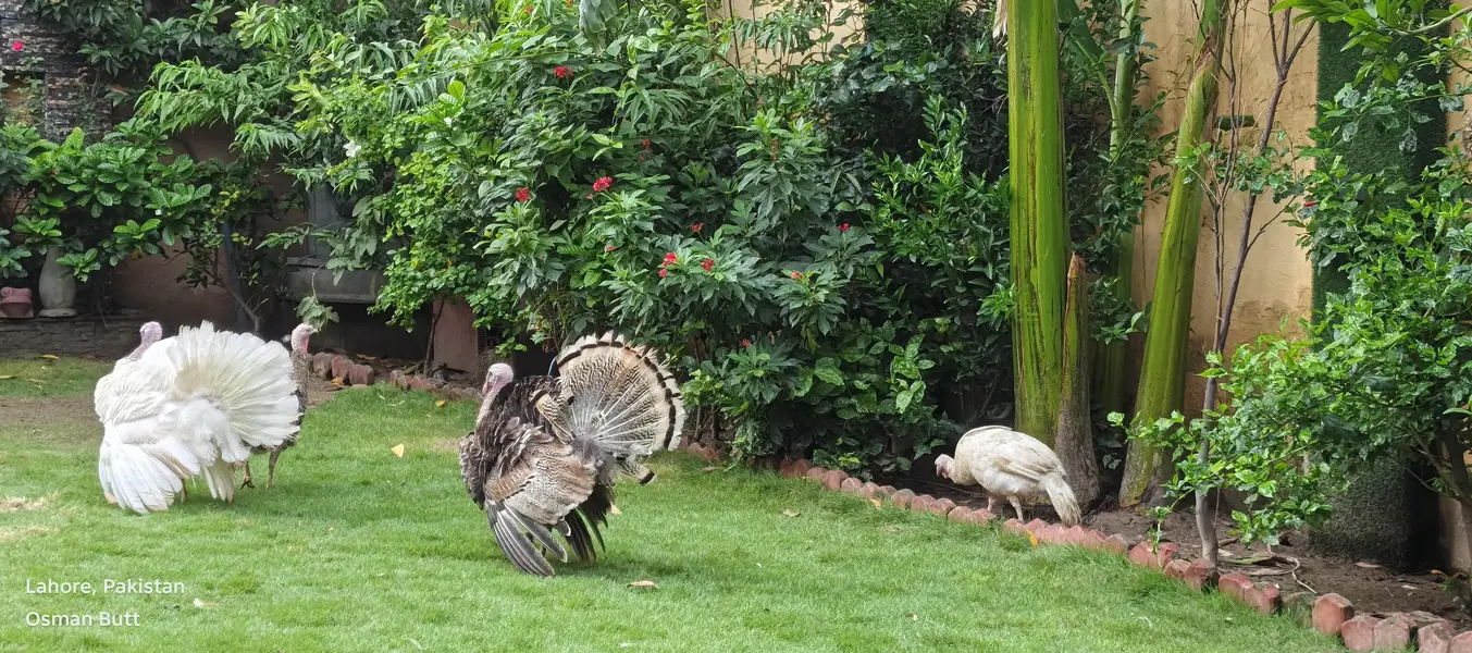 I m sailing my heathy turkey bird 2 pair — photo 3