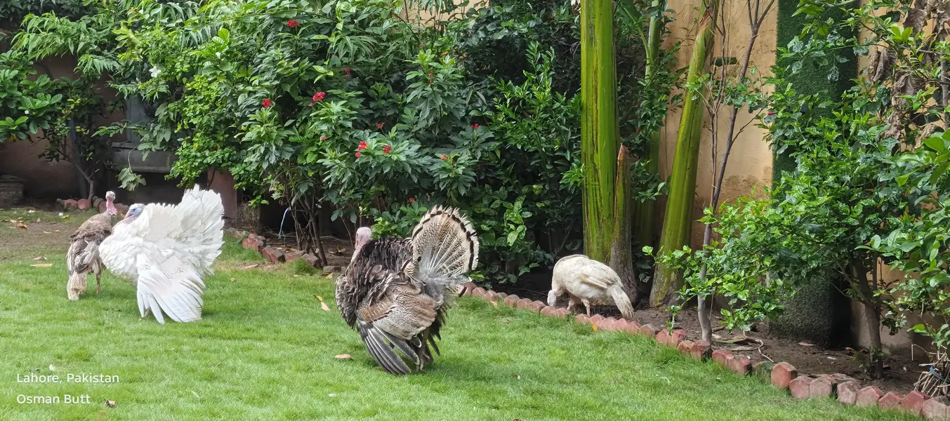 I m sailing my heathy turkey bird 2 pair — photo 4