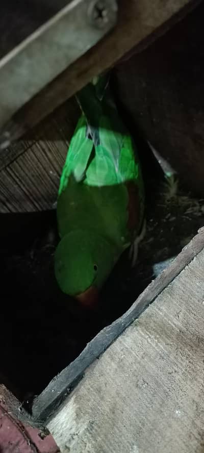 raw femail parrot