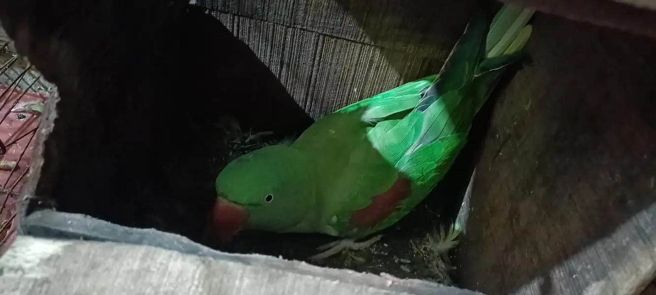 raw femail parrot — photo 2