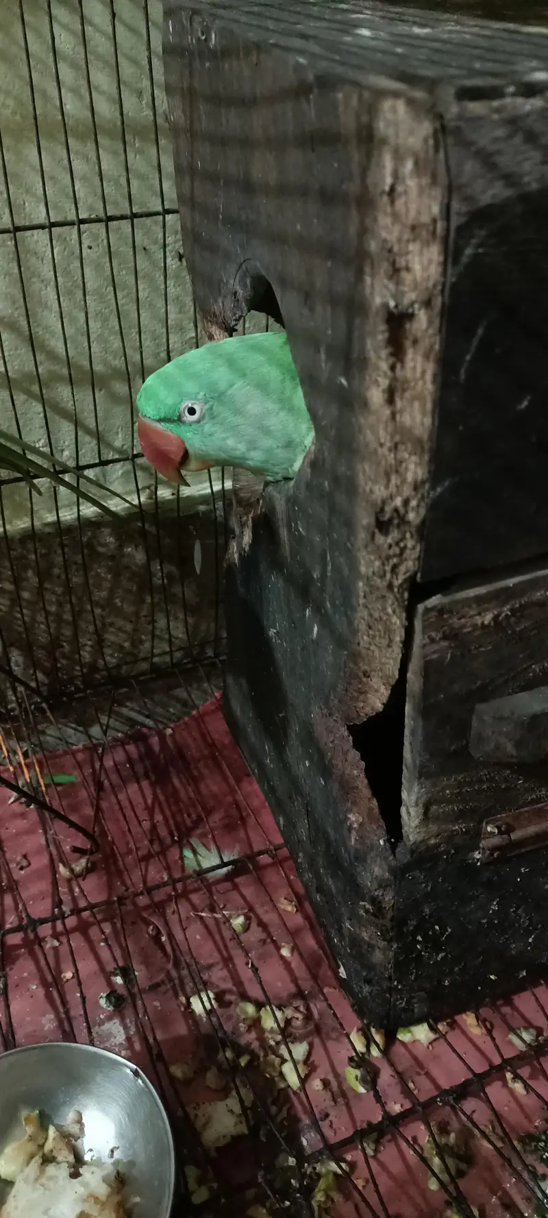 raw femail parrot — photo 3