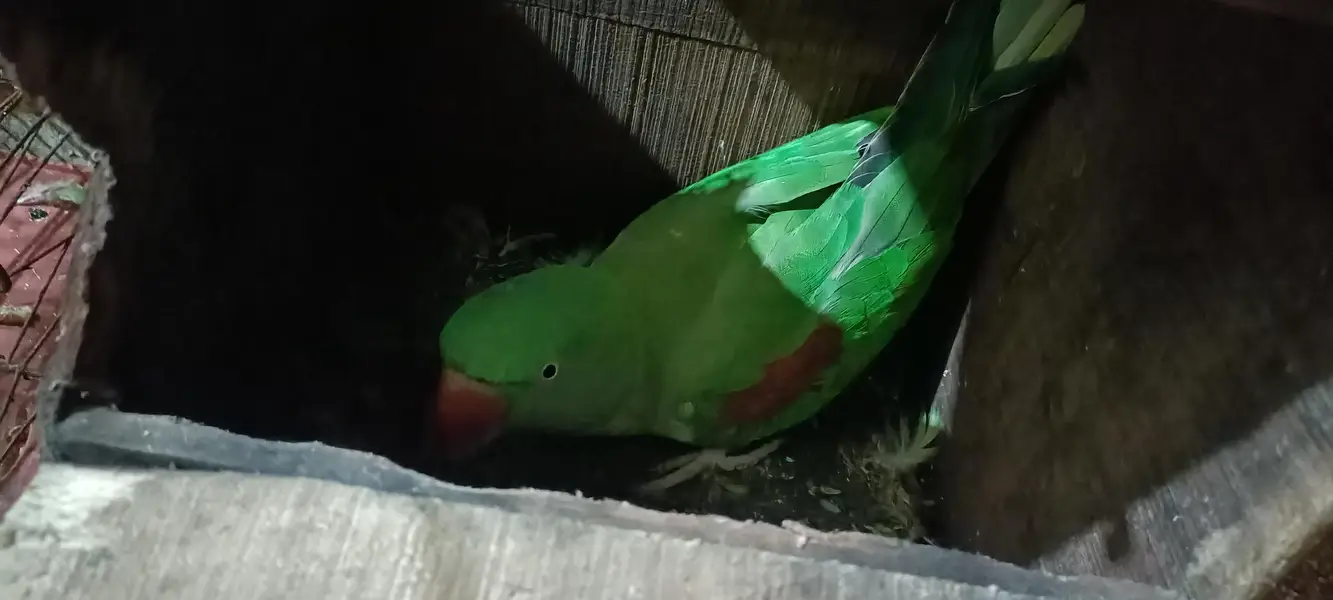 raw femail parrot — photo 4