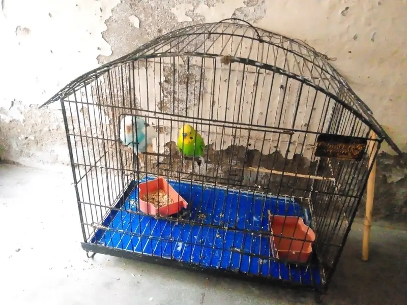 Budgies — photo 2