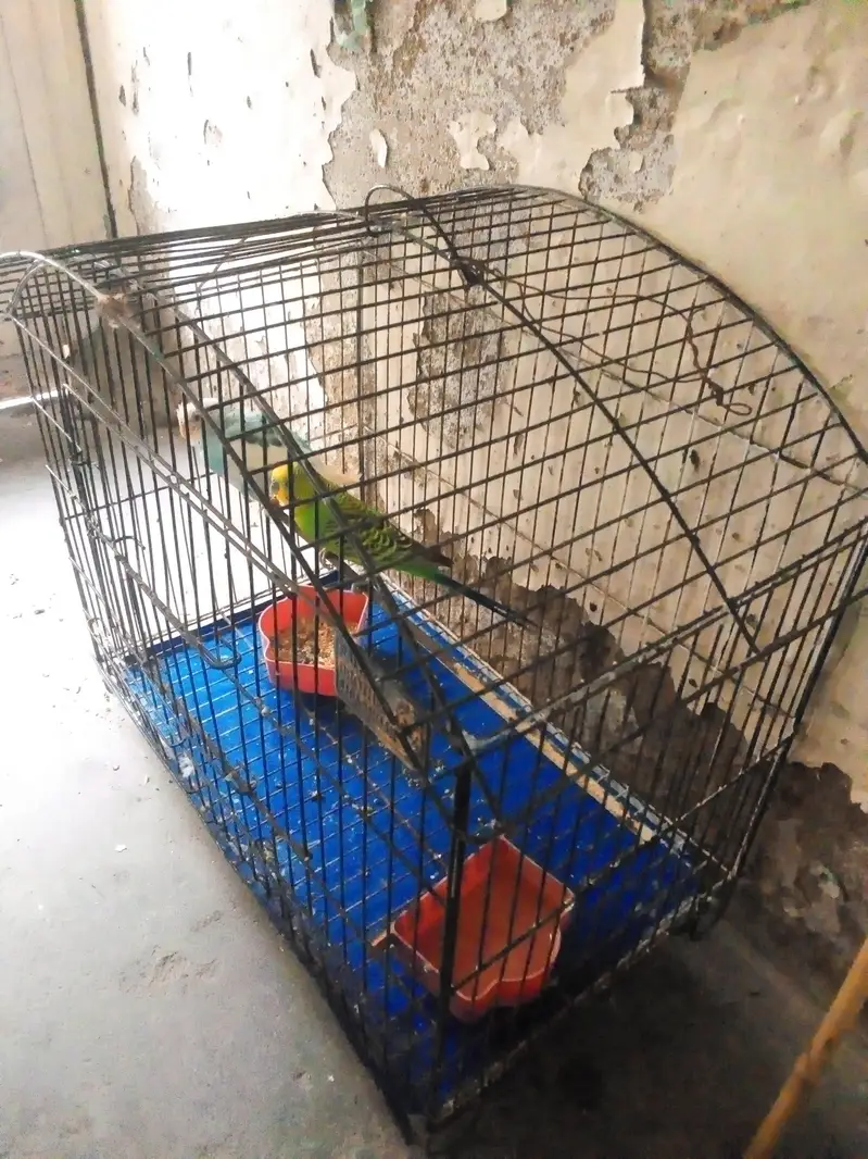 Budgies — photo 3