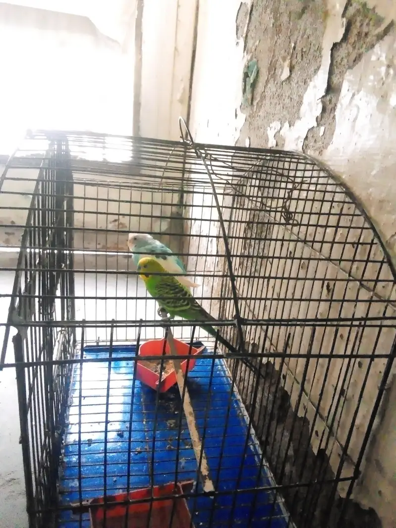 Budgies — photo 4