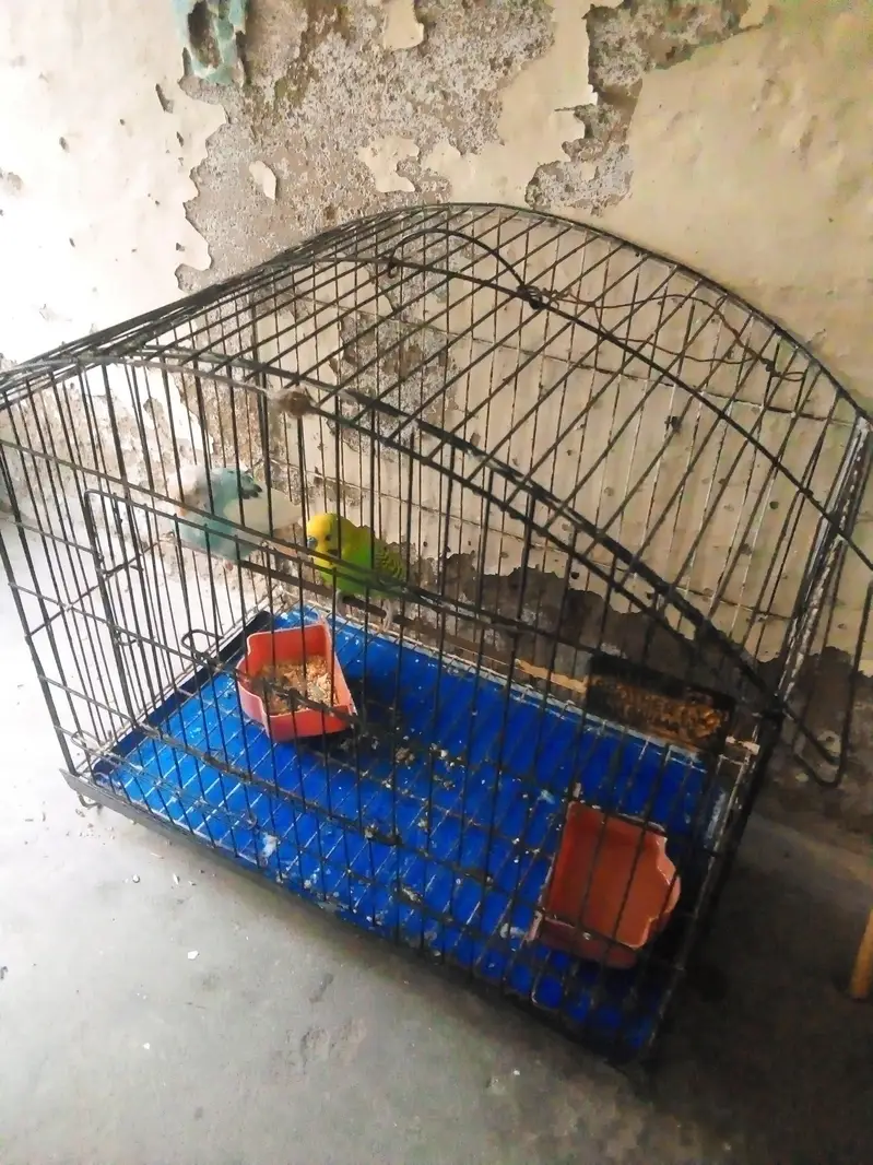 Budgies — photo 5