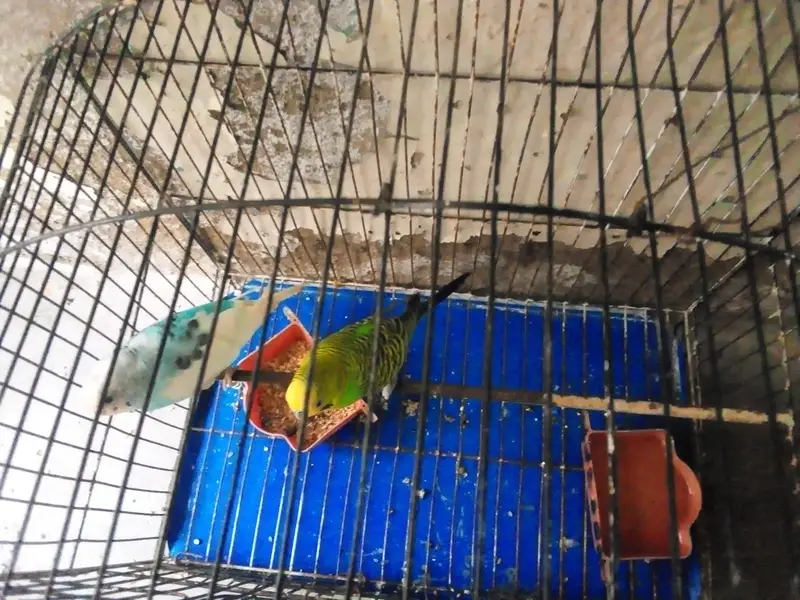 Budgies — photo 6