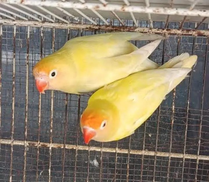love bird mix colour — photo 3