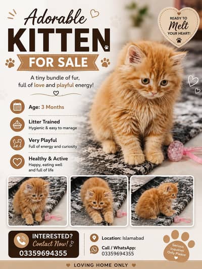 Beautiful Fuffy Ginger Kitten