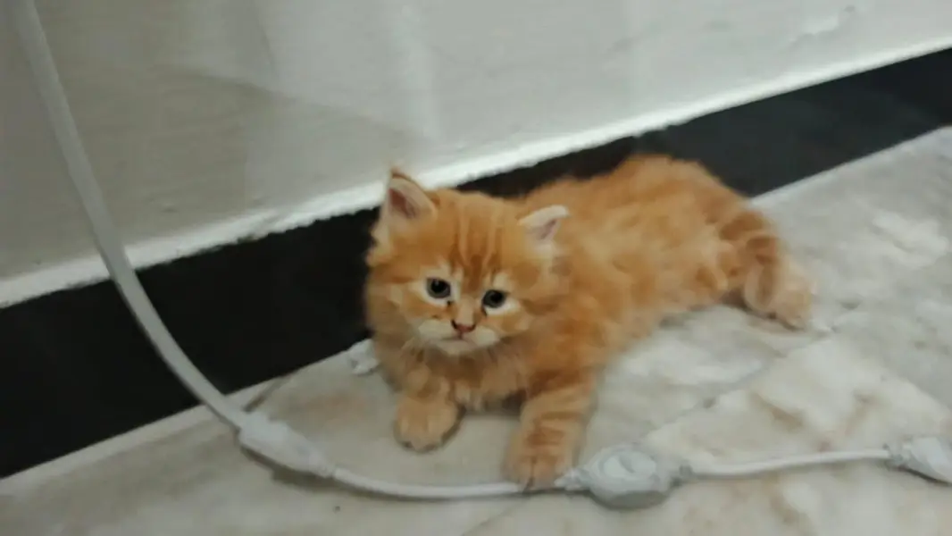 Beautiful Fuffy Ginger Kitten — photo 2